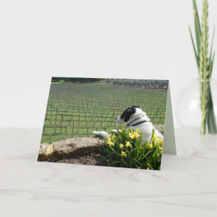 Hunde, die Weinbauarbeiter beobachten, unangenehme Karte