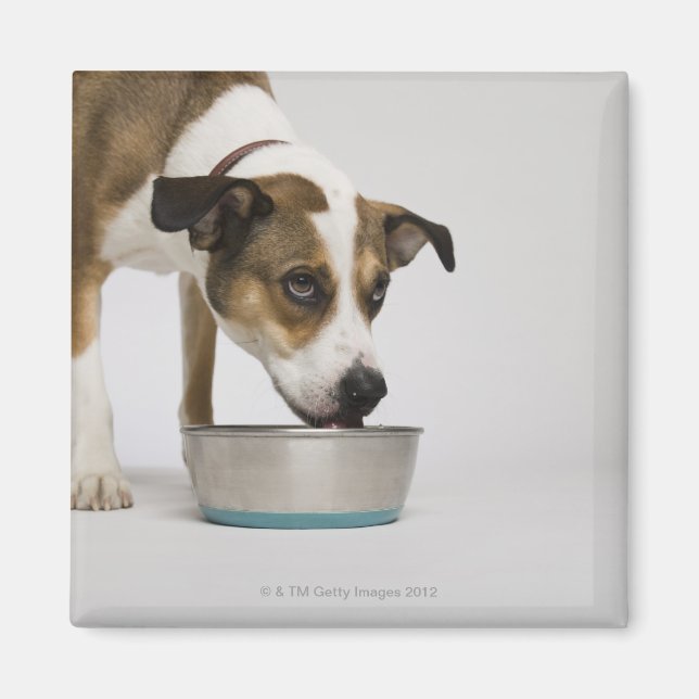Hunde essen aus der Schüssel Magnet (Vorne)