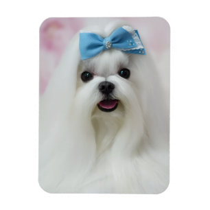 Hunde-Foto hochladen Süßer niedlicher Hund Magnet