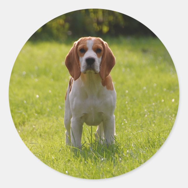 Hunde Foto Personalisiert Runder Aufkleber (Vorderseite)