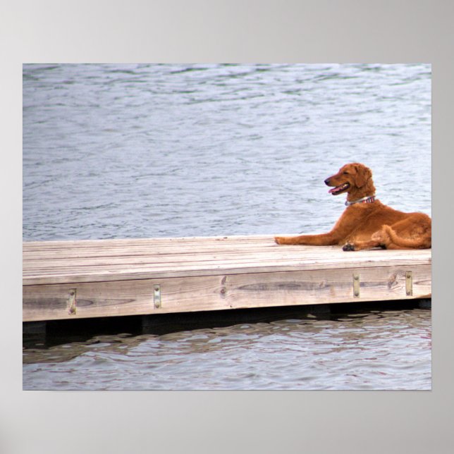 Hunde-Foto-Plakat Poster (Vorne)