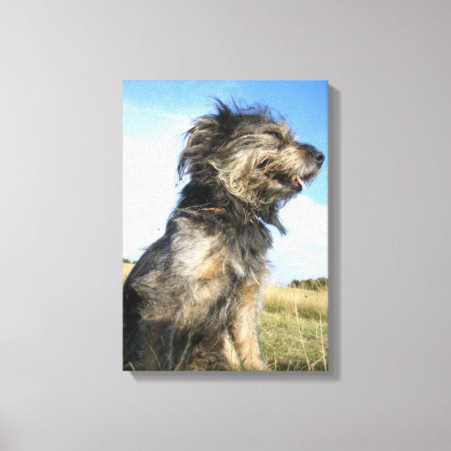 Hunde Foto Single Leinwanddruck (Vorderseite)