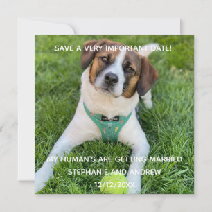 Hunde-Foto-Speichern-Sie-das-Datum-Verlobung  Karte