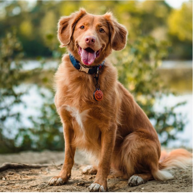 Hunde-Foto-Statut Freistehende Fotoskulptur (Vorne)