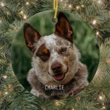 Hunde-Foto Weihnachten