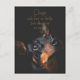Hunde Fragte für so klein / Doberman Pinscher Postkarte