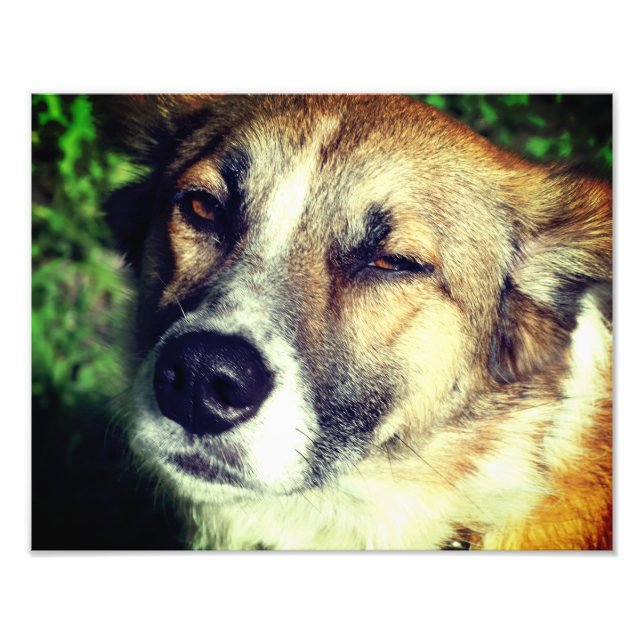 Hunde gegenüber Kodak Beruflich Foto Paper (Satin) (Vorne)