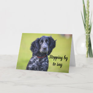 HUNDE GROOMER, VETERINÄR UND HUNDE WALKER KARTE