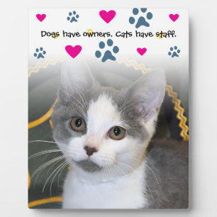 Hunde haben Hauskatzen Fotoplatte