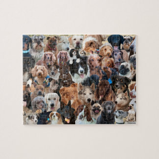 Hunde, Hunde und mehr Hunde