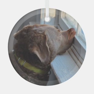 Hunde im Fenster Ornament Aus Glas
