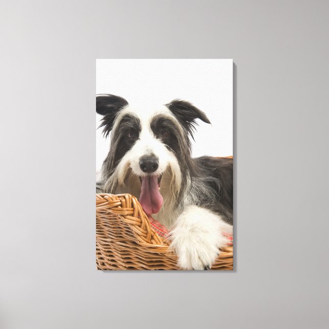 Hunde im Korb 2 Leinwanddruck (Vorderseite)