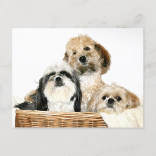 Hunde im Wäschekorb Postkarte