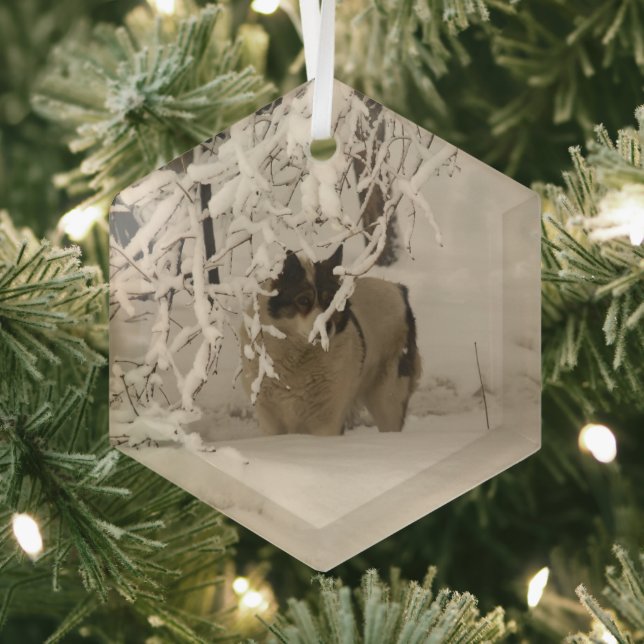 Hunde im Winter Ornament Aus Glas (Insitu)