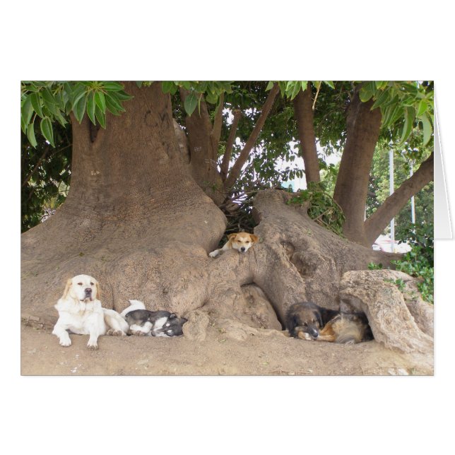 Hunde in einem Baum (Vorderseite (Horizontal))