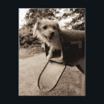Hunde in einem Postfach Postkarte<br><div class="desc">© Jim Dratfield / Wilder Apple. Dieses Vintage Foto zeigt einen Hund in einem Briefkasten. Der Besitzer ist für eine Überraschung da!</div>