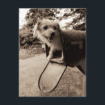 Hunde in einem Postfach Postkarte<br><div class="desc">© Jim Dratfield / Wilder Apple. Dieses Vintage Foto zeigt einen Hund in einem Briefkasten. Der Besitzer ist für eine Überraschung da!</div>