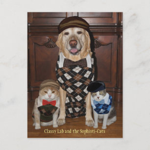 Hunde/Labrador und Katzen in Raute Sweaters Postkarte