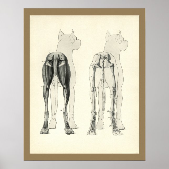 Hunde Leg Skelett Muskelanatomie Druck Poster (Vorne)