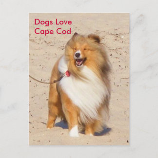 Hunde Liebe Cape Cod Postkarte