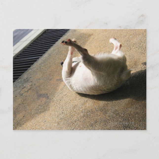 Hunde liegen auf dem Boden Postkarte (Vorderseite)