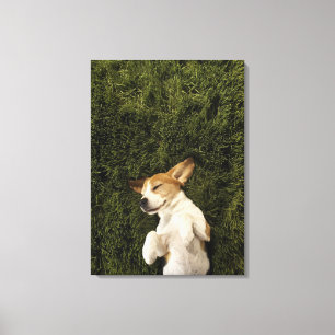Hunde liegen im Gras schlafend Leinwanddruck