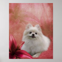 Hunde-Lily-Blume Weiße Spitz