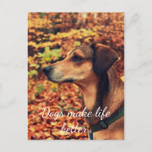 HUNDE MACHEN LEBEN BESSER Postkarte für Hunde Lieb