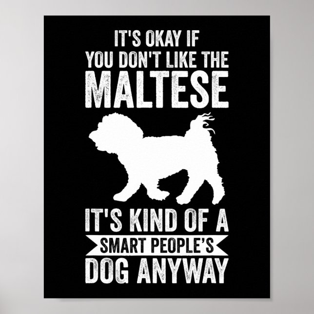 Hunde Malteser nur ein Junge, der maltesische Zita Poster (Vorne)