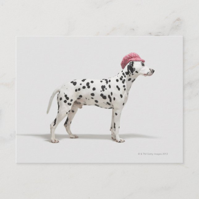 Hunde mit Hut Postkarte (Vorderseite)
