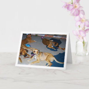 Hunde mit Knochen und Handtüchern Karte