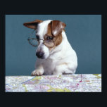 Hunde mit Lesebrille, die Karte studiert Poster<br><div class="desc">Tiere->Hund</div>