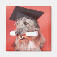 Hunde mit Mörtel und Diplom