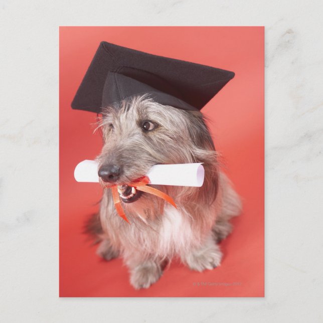 Hunde mit Mörtel und Diplom Postkarte (Vorderseite)
