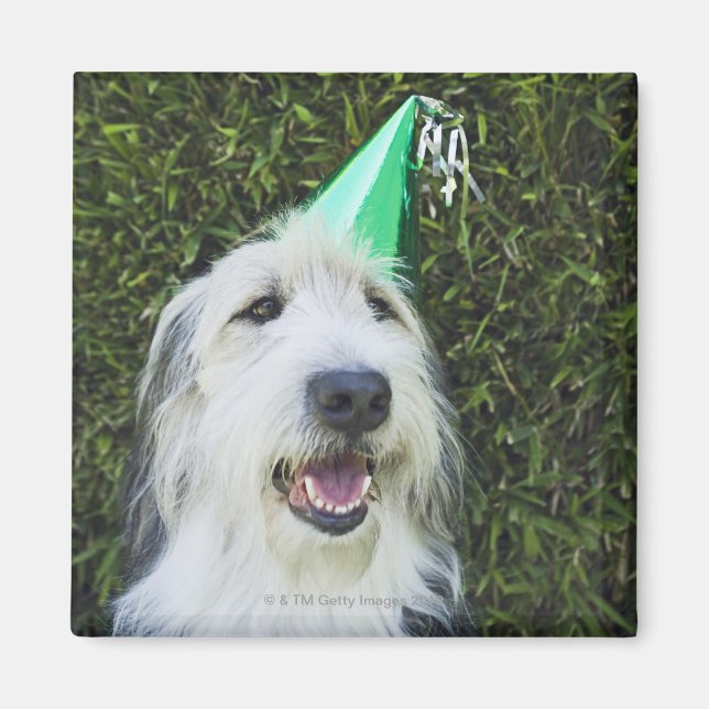 Hunde mit Party-Hut Magnet (Vorne)
