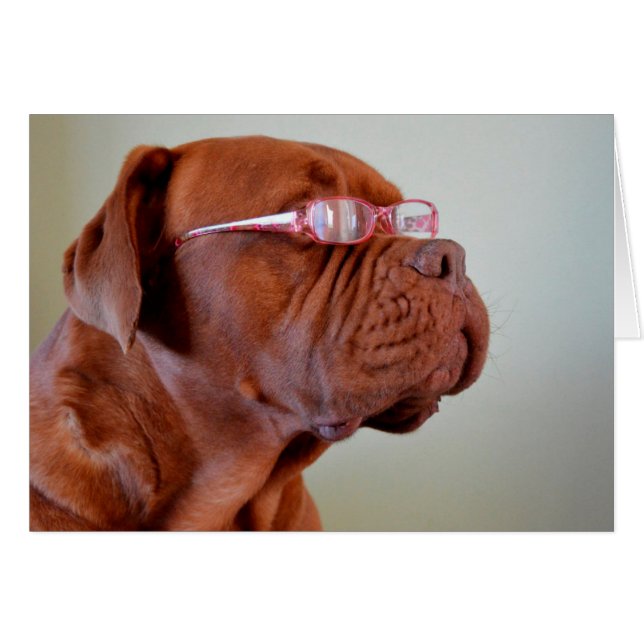 Hunde mit rosa Augenbrille (Vorderseite (Horizontal))