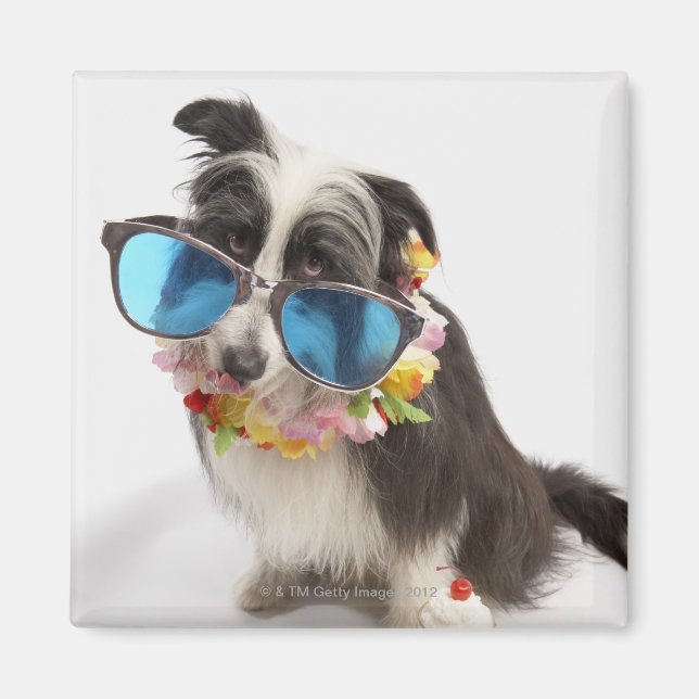 Hunde mit Sonnenbrille und Parfait Magnet (Vorne)