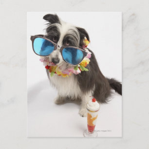 Hunde mit Sonnenbrille und Parfait Postkarte