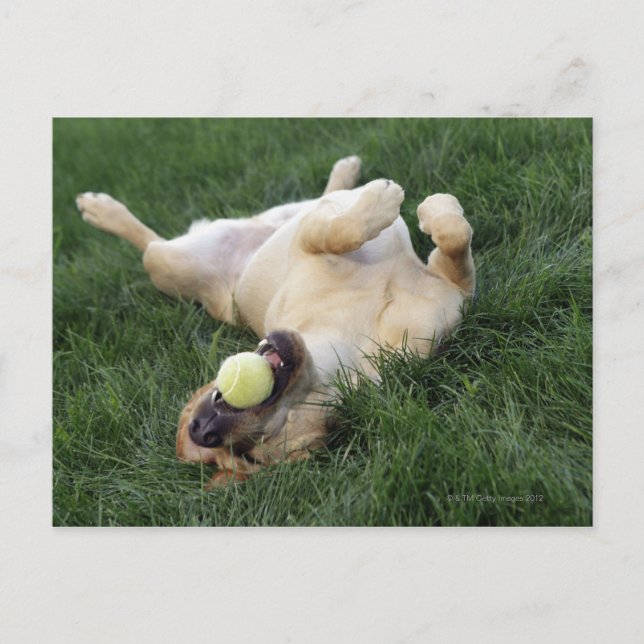Hunde mit Tennisball auf dem Gras liegen Postkarte (Vorderseite)