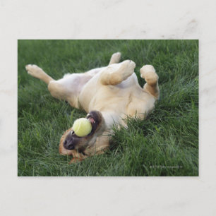 Hunde mit Tennisball auf dem Gras liegen Postkarte