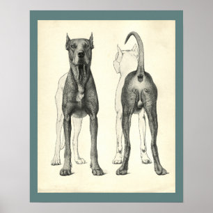 Hunde-Oberflächentopographie Veterinäranatomie Dru Poster