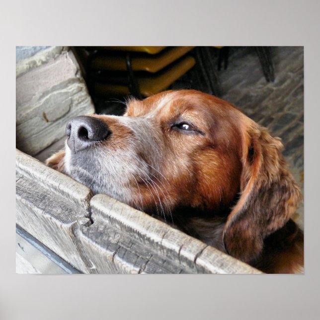HUNDE POSTER (Vorne)