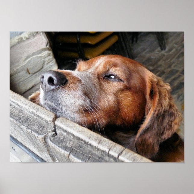 HUNDE POSTER (Vorne)