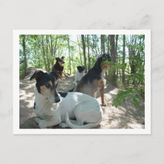 Hunde Postkarte