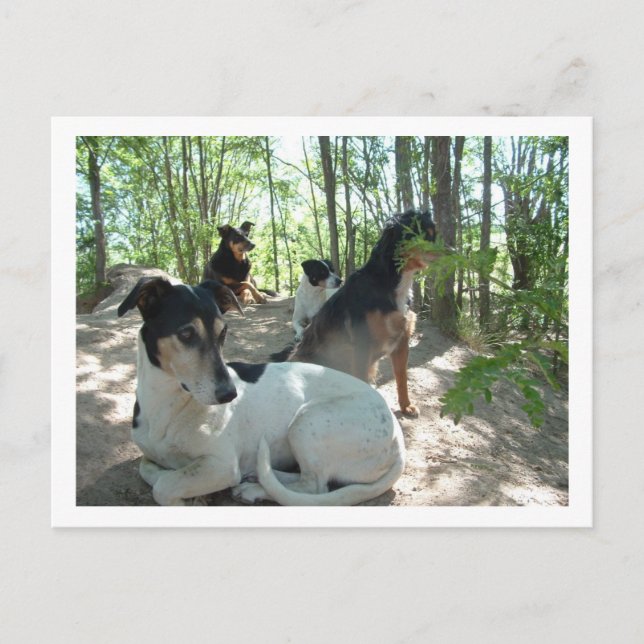 Hunde Postkarte (Vorderseite)