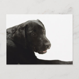 Hunde Postkarte