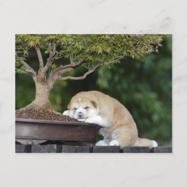 Hunde Postkarte (Vorderseite)