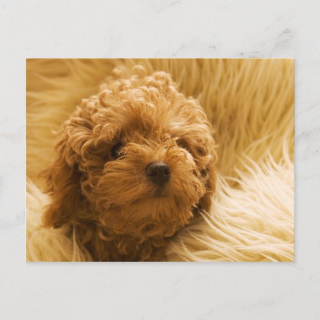 Hunde Postkarte (Vorderseite)