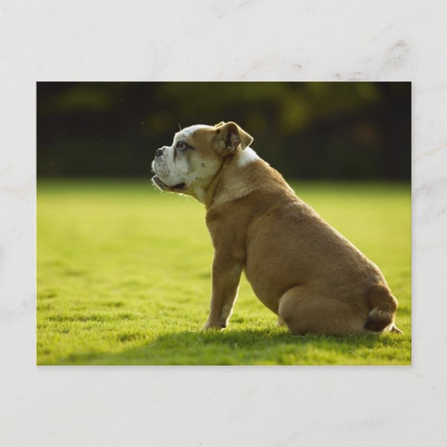 Hunde Postkarte (Vorderseite)