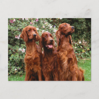 Hunde Postkarte